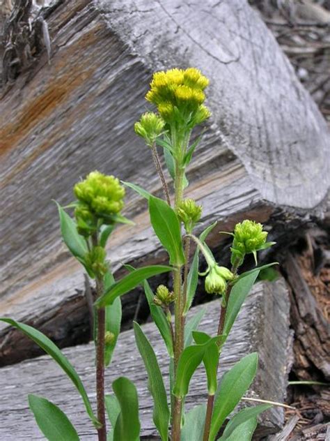 Senecio Integerrimus 259