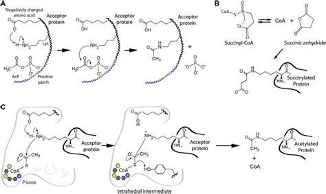 Molecular Mechanism Of Lysine Acylation A Model For Non Enzymatic