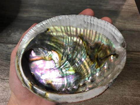 Abalone Shell – Rockmystic