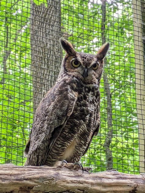 Alabama Wildlife Center