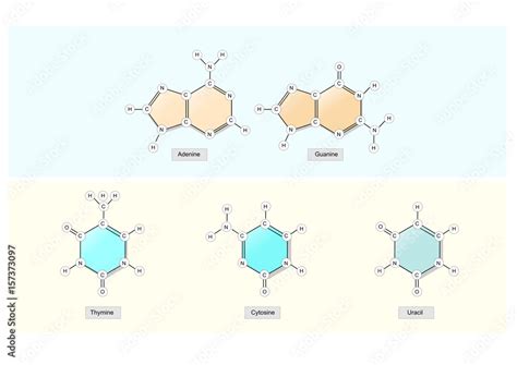 Molecular Structure Of Adenine Thymine Guanine Cytosine And Uracil