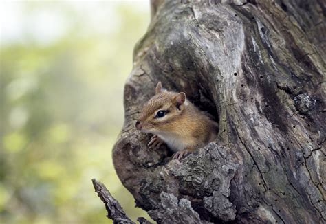 What is a Snag? | Tree Service Fishers, Indiana