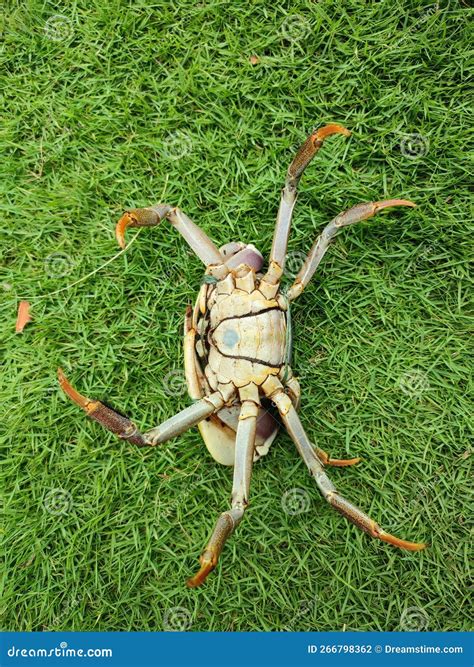 Photo of a Crab Upside Down in the Grass Stock Photo - Image of upside