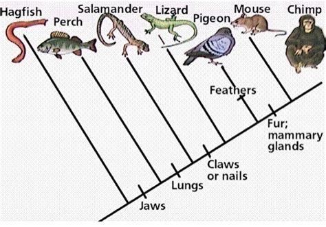 How To Make A Cladogram Examples Plans Mymydiy Inspiring Diy