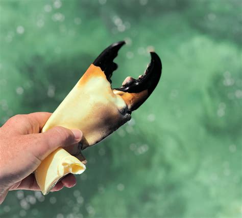 How To Catch Your Own Florida Stone Crabs Edible Tampa Bay