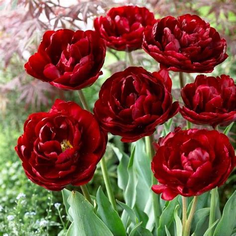 Тюльпан Анкл Том Фото — Фото Картинки