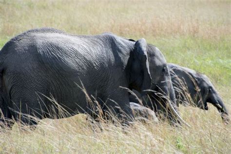 Free Images Adventure Wildlife Pasture Grazing Fauna Rhinoceros