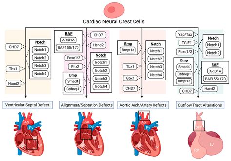 Cardiac Neural Crest Cells Encyclopedia Mdpi