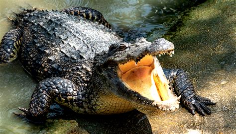 Trail Guide Dragged Underwater By Crocodile Fights It And Lives