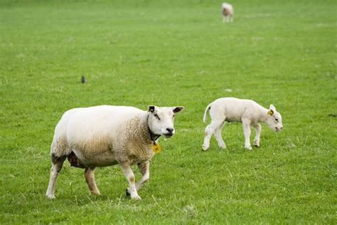 Sheep 4 Free Photo Download Freeimages