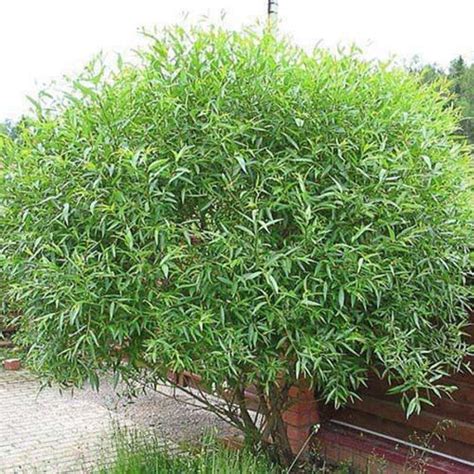 Ива - купить саженцы и деревья в Березовском питомнике