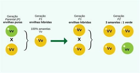 Os Experimentos De Mendel - Primeira Lei de Mendel: fundamentos da hereditariedade | Curso de ...
