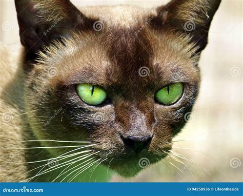 Vivid Emerald Green Eyes of Cat Close-up Stock Photo - Image of farms, detail: 94258936