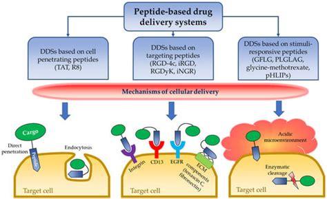 Medicina Free Full Text Peptide Based Drug Delivery Systems