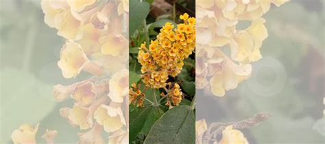 Будлея желтая купить в Чебоксарах | Товары для дома и дачи | Авито