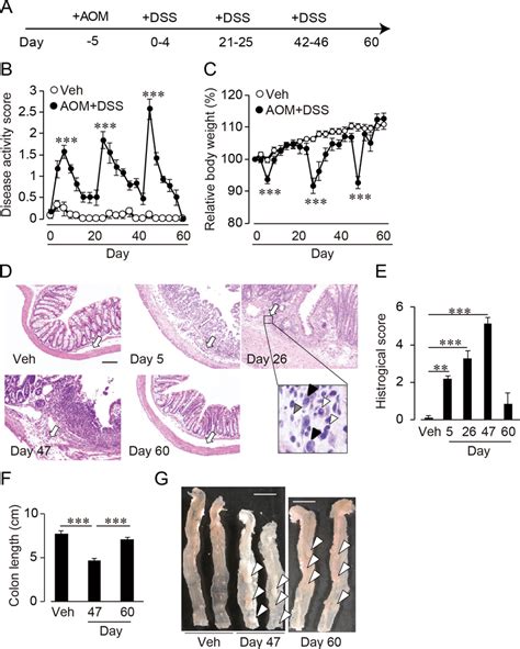 Aom Dss Induced Colitis And Cac In Mice A Schematic Figure Of