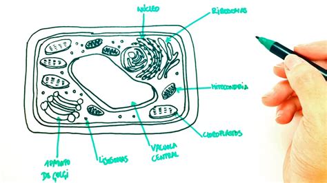 How To Draw A Plant Cell Plant Cell Easy Draw Tutorial Youtube Flow Chart Of Muscle Contraction