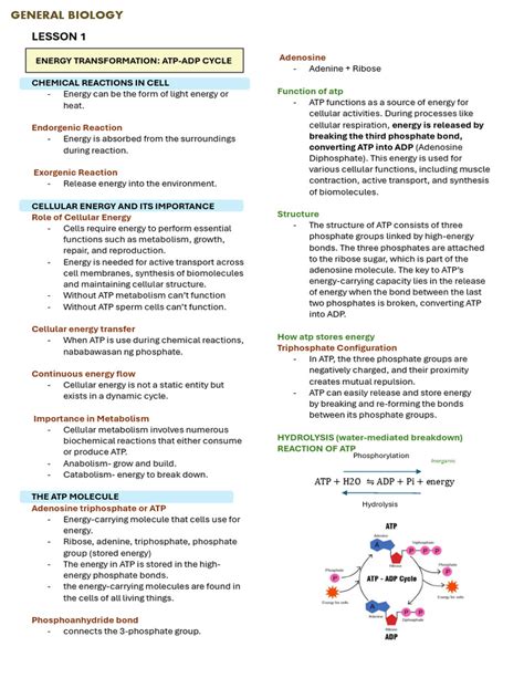 General Biology | PDF | Adenosine Triphosphate | Adenosine Diphosphate 
