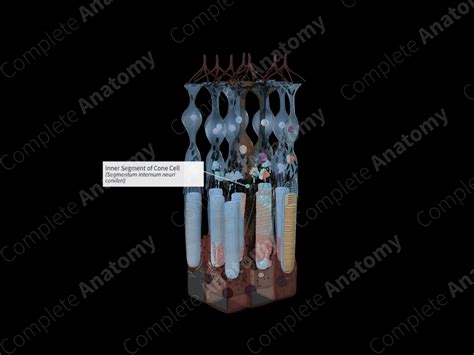 Inner Segment of Cone Cell | Complete Anatomy