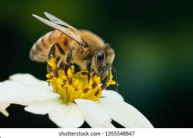 13 Apis Mellifera Linnaeus Images, Stock Photos, 3D objects, & Vectors ...