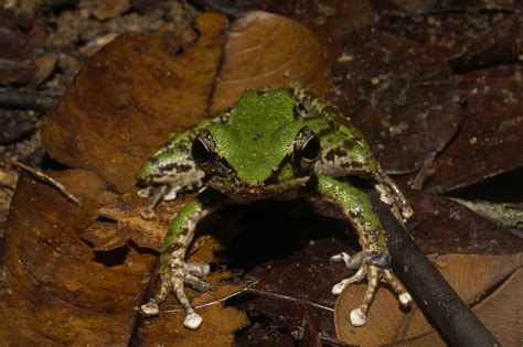 Poisonous Rock Frog Odorrana Hoosi Alex Figueroa Flickr