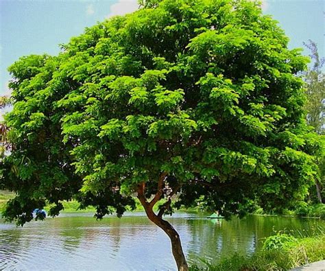 Características Do Pau Brasil - Pau-Brasil: o que é, características e preservação - Significados