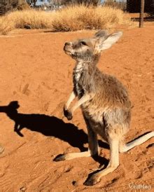 Viralhog Kangaroo GIF - Viralhog Kangaroo Affection - Discover & Share GIFs