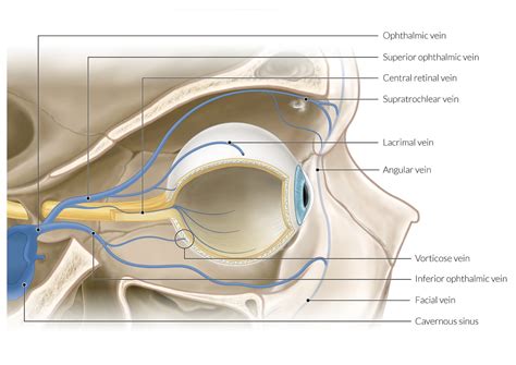 Orbital Septum Anatomy