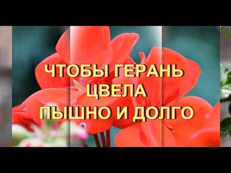 Удобрение герани для пышного и продолжительного цветения - YouTube