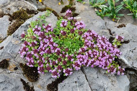 Frühblühender Thymian Thymus Praecox Günstig Kaufen