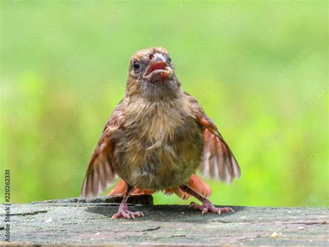 baby cardinal Stock Photo | Adobe Stock