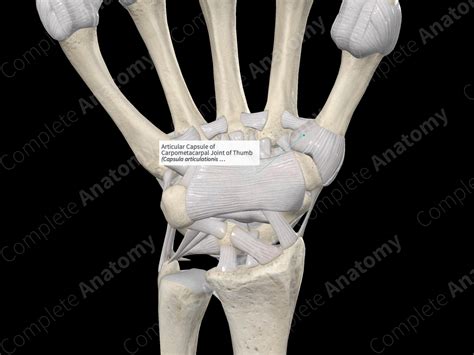 Articular Capsule of Carpometacarpal Joint of Thumb | Complete Anatomy