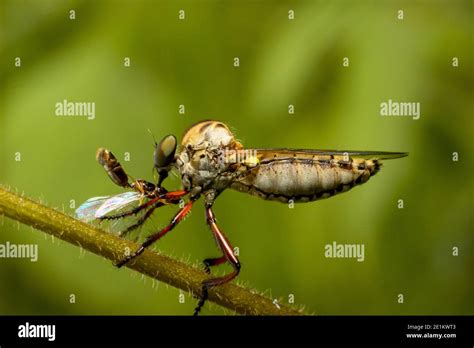 El insecto de la mosca del ladrón o Asilidae es una familia agresiva de