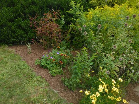 Fun with Goldenrod – Goldenrod Garden