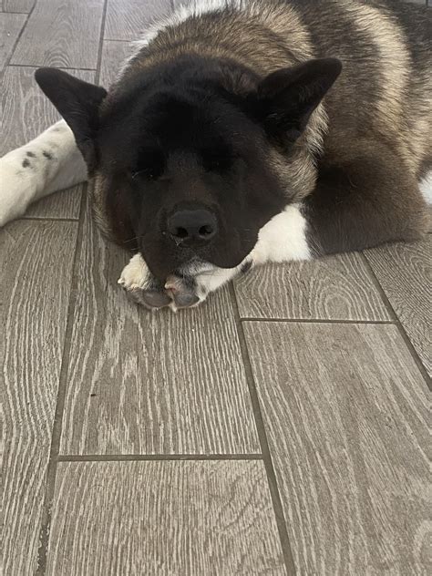 7 month old Achilles : r/akita