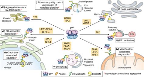 Structural Insights Of The P Vcp Aaa Atpase How Adapter