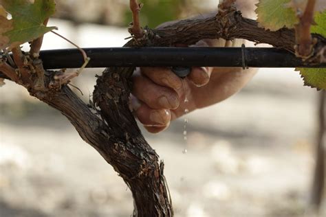 Viña Concha y Toro es la primera viña chilena en obtener máxima