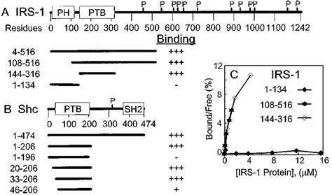 Demarcation Of Functional Ptb Domains The Domain Structures Of Irs