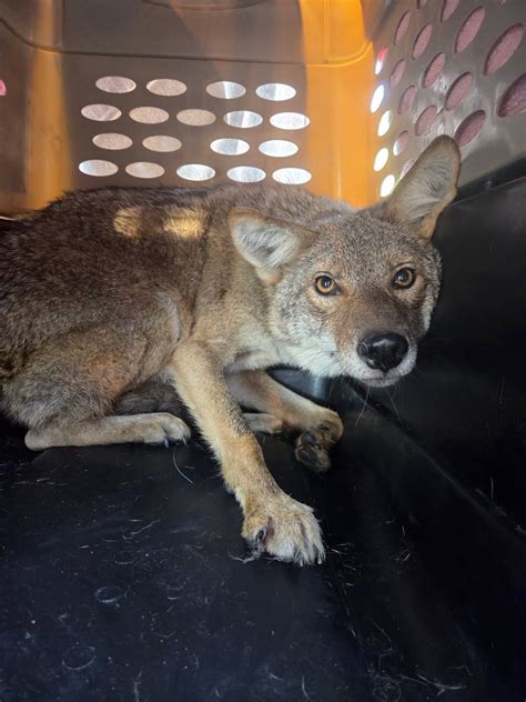 Detroit Animal Welfare Group (DAWG) | Romeo MI