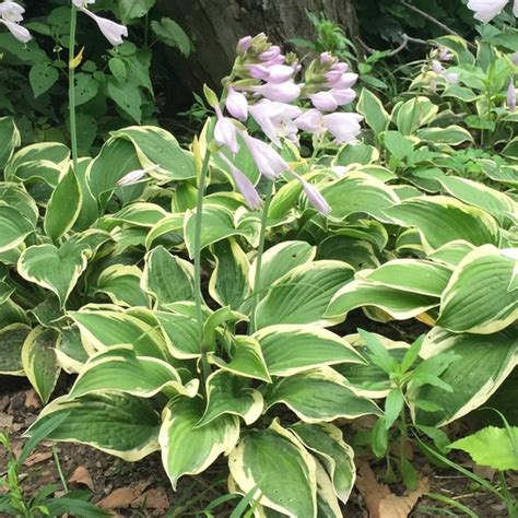 Blogsunset Hosta Best Hostas For Beginners