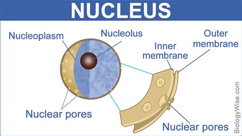 Nuclear Membrane Function - Biology Wise