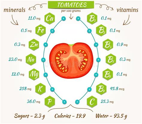 Vector Tomatoes Infographics Stock Vector Illustration Of Creative