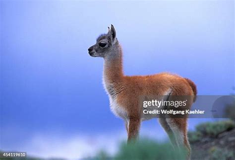 Baby Guanaco Photos and Premium High Res Pictures - Getty Images