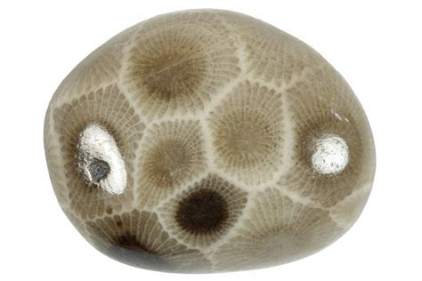 Petoskey Stones For Sale - FossilEra.com