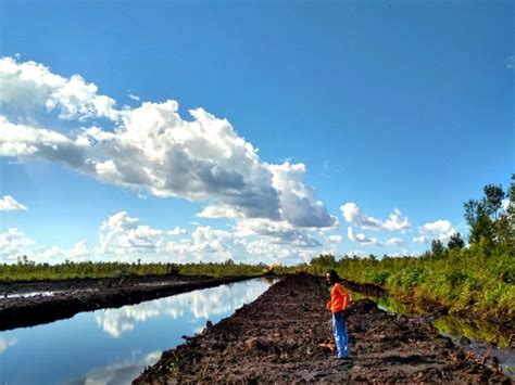 Ekosistem Lahan Basah Terancam Dan Diancam Krisis Lingkungan