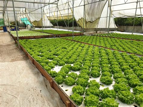 Greenhouse Growing System XPS Floating Rafts Hydroponic Dwc Floating