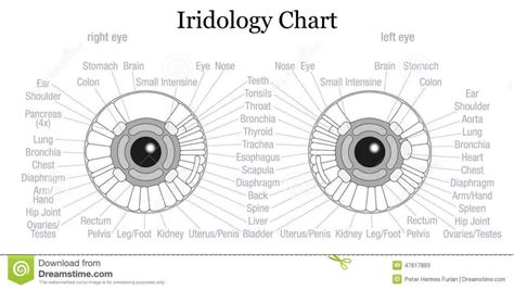 How To Read Iridology Chart The Definitive Guide Iriscope