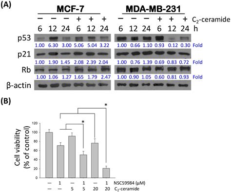 Ijms Free Full Text C2 Ceramide Induced Rb Dominant Senescence Like