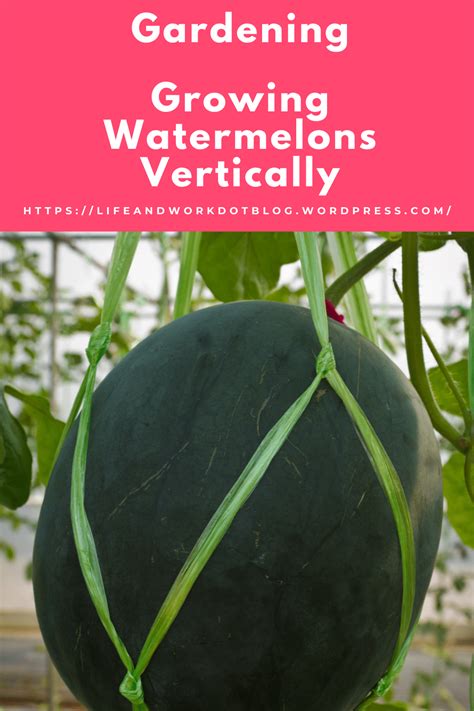 How To Grow Watermelons Planting Caring And Harvesting Watermelons Artofit