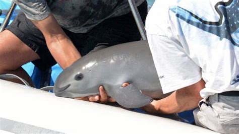 Vaquitas Could Soon Be Extinct. Mexico Will Largely Determine Their Fate. - The New York Times